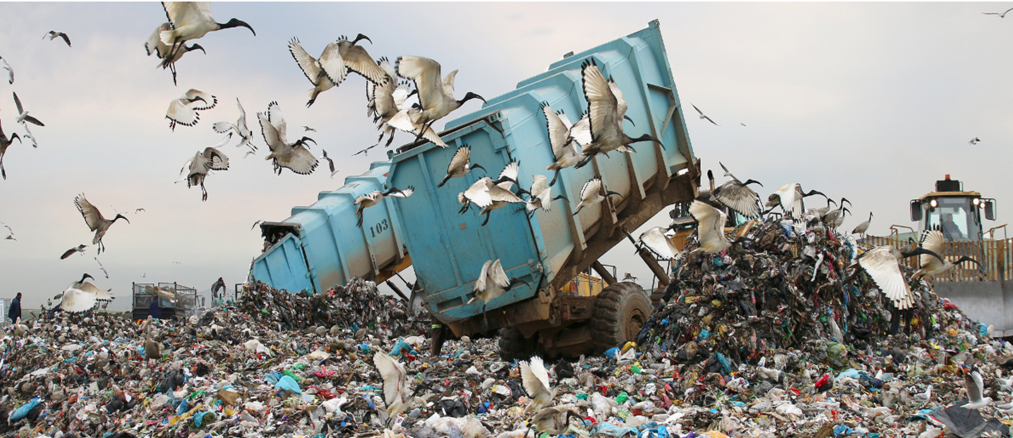 Birds fly away as huge truckload of garbage is emptied into Cape Town landfill site