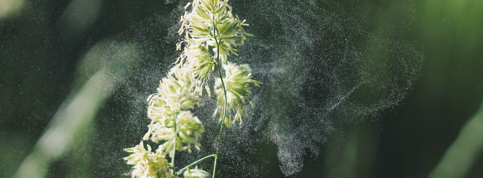 8 Natural Remedies To Cure Hay Fever Fast