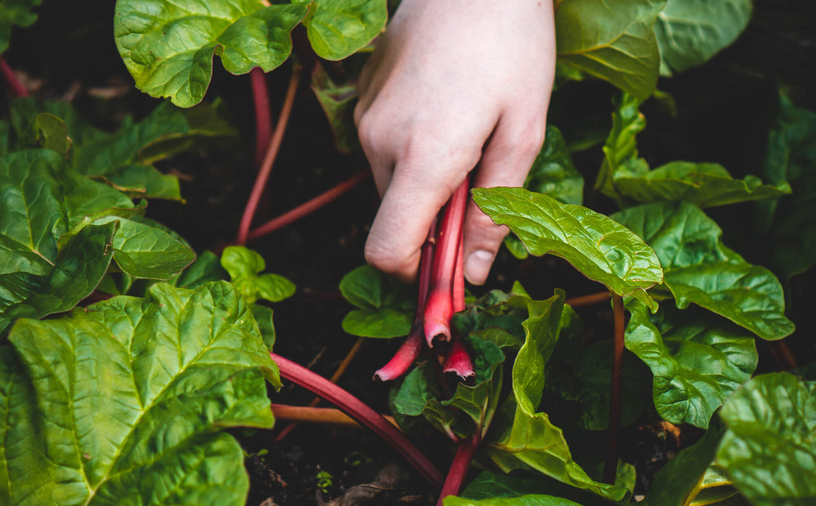 Nourish'd Cafe and Juicery | composting